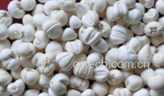 川贝粉怎么吃 川贝粉的食用方法-0