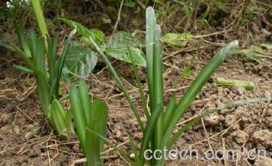 石蒜头的功效和作用-0