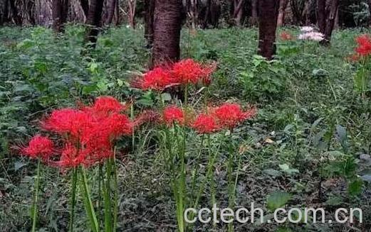 石蒜的功效与作用 石蒜的副作用-1