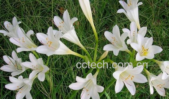 果蔬百科长筒石蒜-0