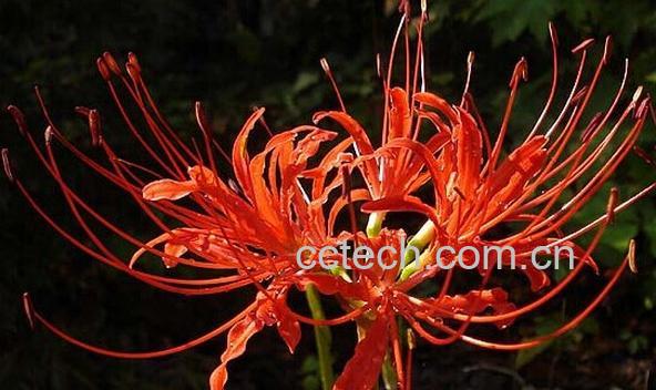 果蔬百科红花石蒜-0