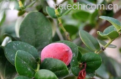  假虎刺的功效-0