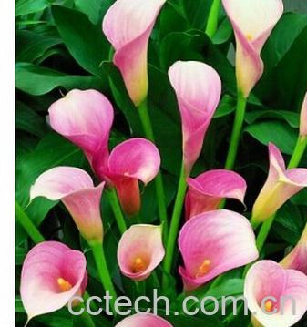 果蔬百科彩叶草-0