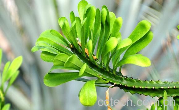 果蔬百科霸王鞭-0