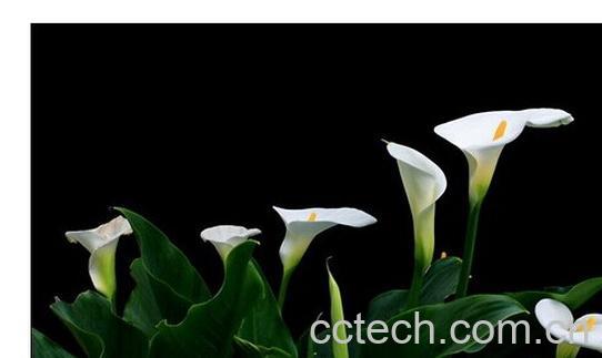 果蔬百科马蹄莲-0