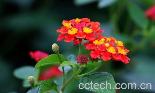 五色梅根的功效与作用-1