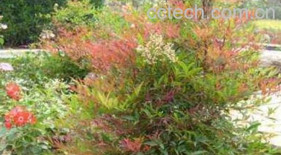 南天竹梗的功效与作-0