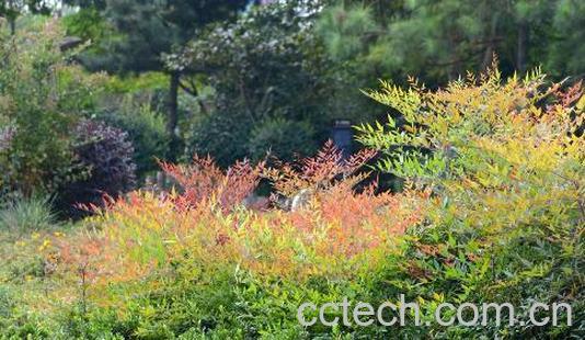 南天竹梗的功效与作-1