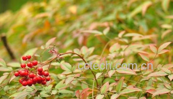 南天竹梗的功效与作用 南天竹梗的药用价值-0