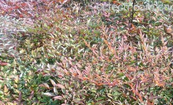 南天竹梗的功效与作用 南天竹梗的药用价值-1