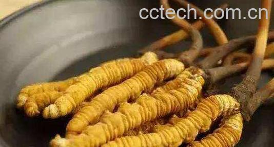 冬虫夏草怎么吃 冬虫夏草的吃法-1