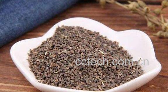 茺蔚子的功效与作用及药用价值-0