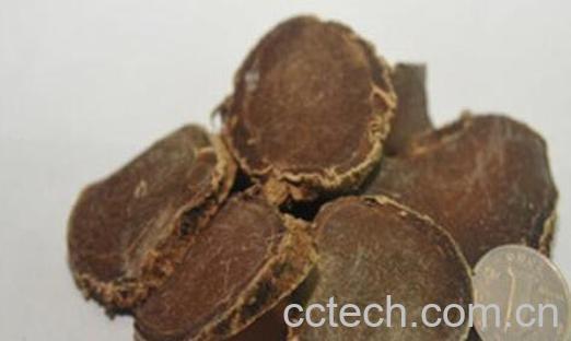 醋莪术的功效与作用及禁忌-0