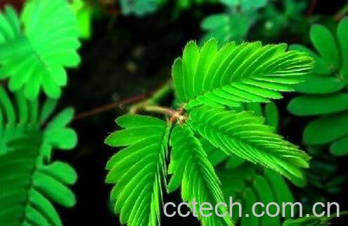 含羞草药用价值-0