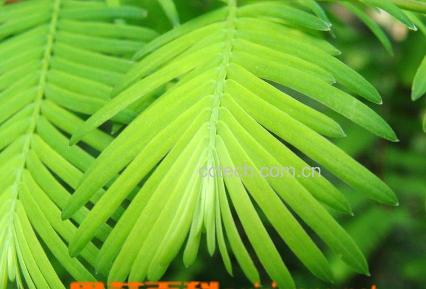 果蔬百科含羞草图片 含羞草的功效与作用-0