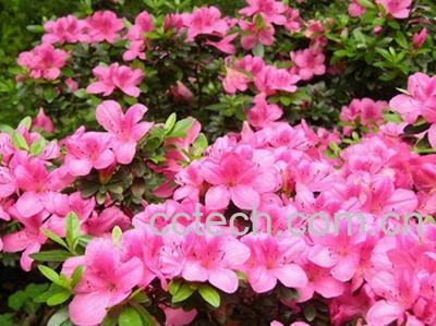 果蔬百科杜鹃花有什么功效-0