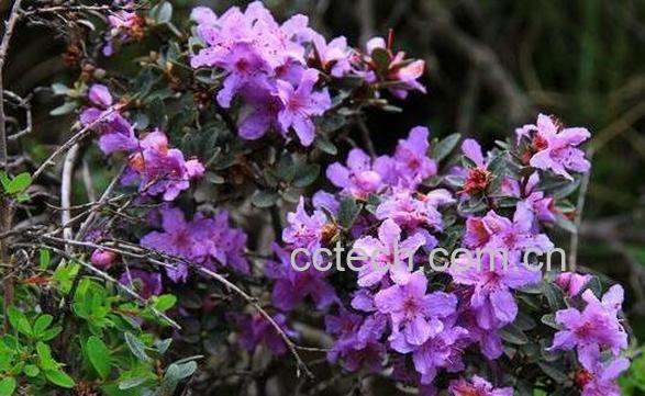 杜鹃花籽的功效与作用-0