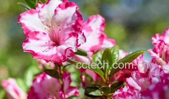 红杜鹃花的功效与作用-1