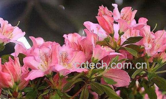 红杜鹃花的功效与作用-0