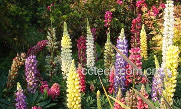 果蔬百科毛地黄-0