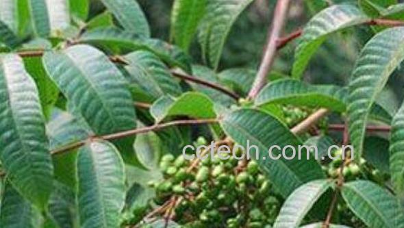 漆树籽的作用与功效-0