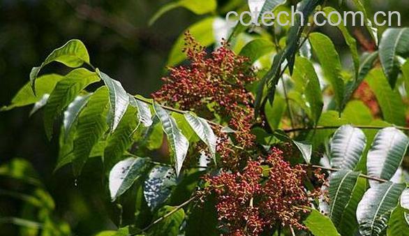 漆树籽的作用与功效-1