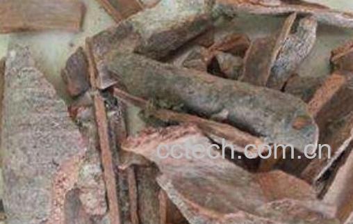 漆树皮的功效与作用-1