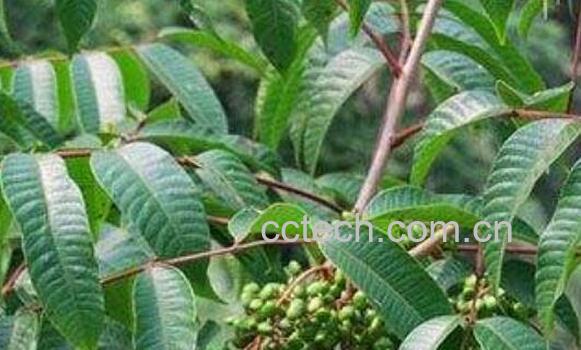 野漆树根的功效与作用及药用价值-1