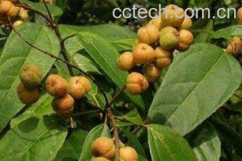 巴豆的功效与作用 巴豆的副作用-1