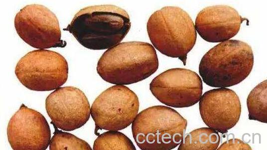 巴豆的功效与作用 巴豆的副作用-0