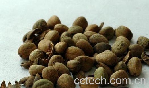 果蔬百科巴豆的药用价值与功效-0