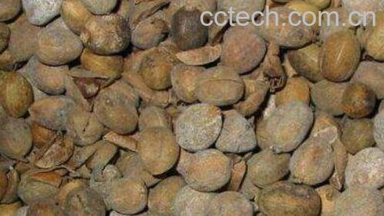 巴豆霜的功效与作用-0