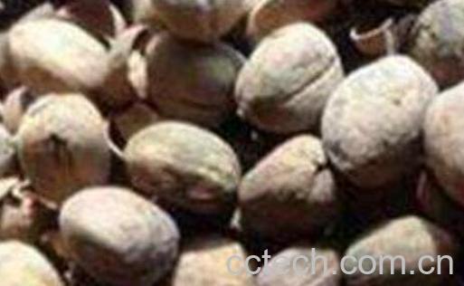 巴豆霜的功效与作用-1