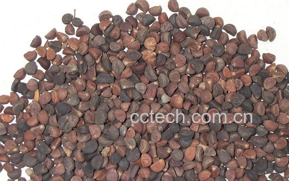 果蔬百科巴豆霜的功效与作用-0