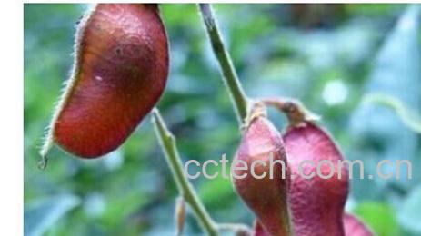 果蔬百科巴豆-0