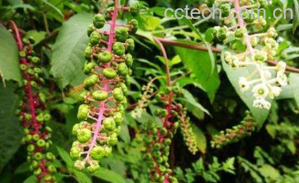 商陆根怎么吃 商陆根的食用方法-0