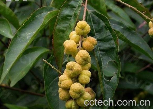 果蔬百科巴豆的作用与功效-0