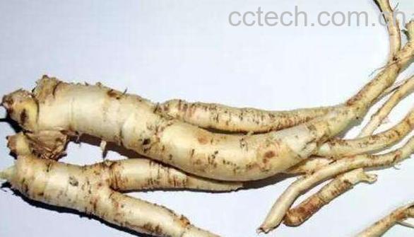 商陆根的功效与作用及药用价值-0