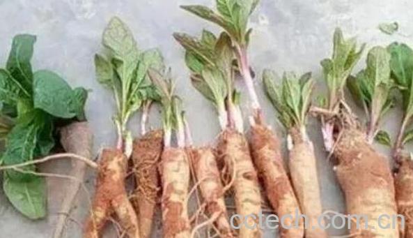 商陆根怎么吃 商陆根的食用方法-1