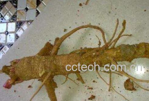 商陆的根可以吃吗 商陆根泡酒有什么好处-1