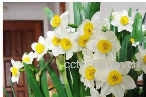 果蔬百科 喇叭水仙-0
