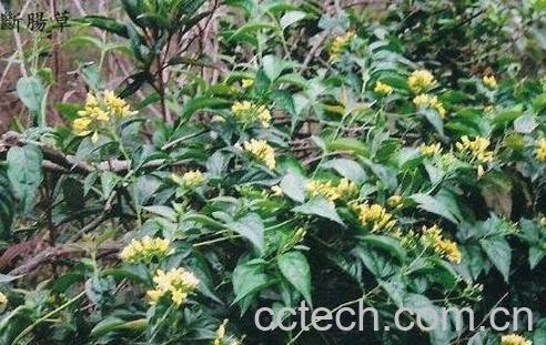 断肠草的功效与作用及药用价值-0