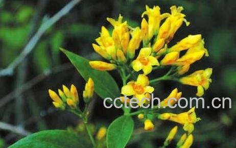 断肠草的性味与功效作用-0