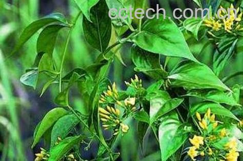 钩吻的功效与作用-1