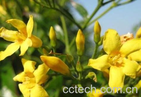 钩吻的功效与作用-0