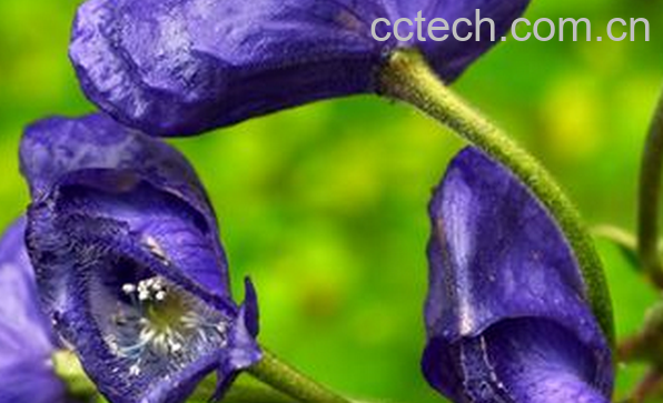 果蔬百科岩乌头的功效与作用-0