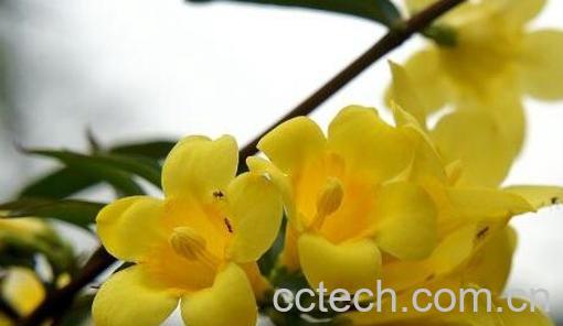 果蔬百科钩吻的功效与作用-0