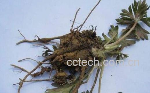 草乌头的功效与作用-1