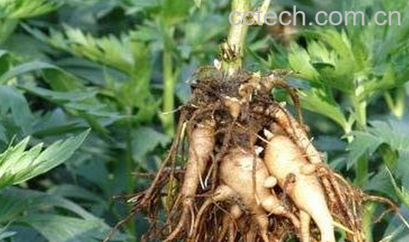 果蔬百科中药川乌头的功效与作用-0