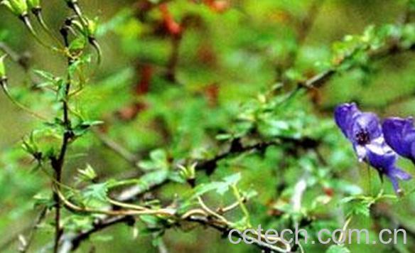 果蔬百科长裂乌头-0